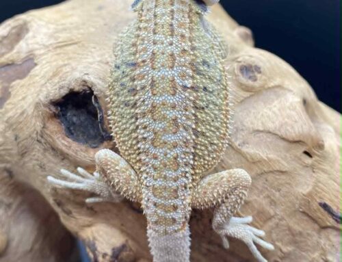 #10 – Hypo genetic stripe citrus with black marbling