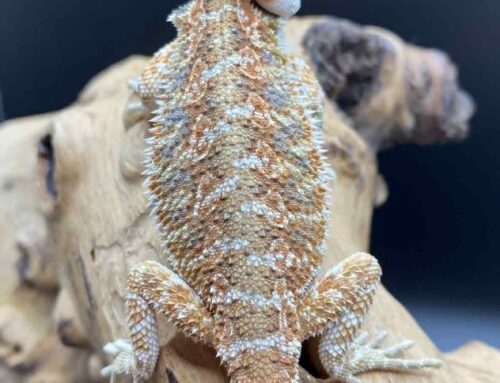 #2 Hypo Orange Citrus Tiger With Blue Bars