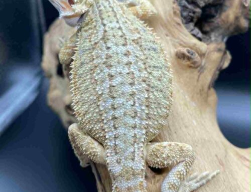 #4- Hypo Genetic Stripe Citrus Tiger With Blue Bars