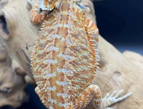#5 – Hypo Orange Citrus Tiger