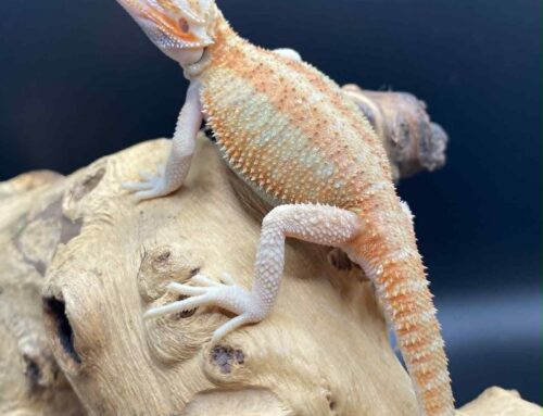 #7 – Hypo translucent citrus color stripe