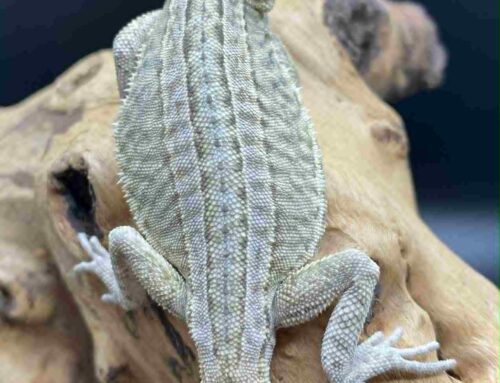 #9 – Hypo genetic stripe citrus leatherback